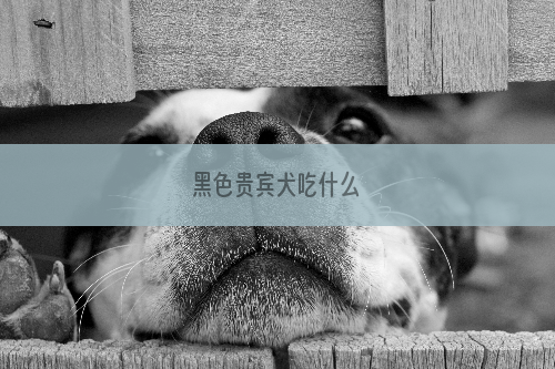 黑色贵宾犬吃什么