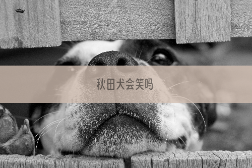 秋田犬会笑吗