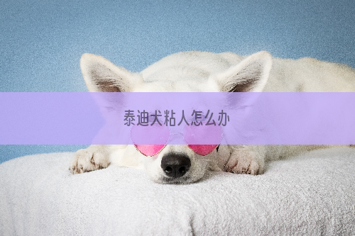 泰迪犬粘人怎么办