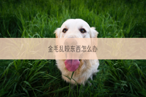 金毛乱咬东西怎么办