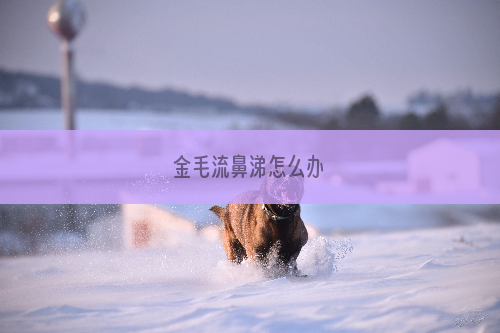 金毛流鼻涕怎么办