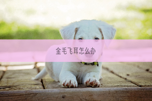 金毛飞耳怎么办