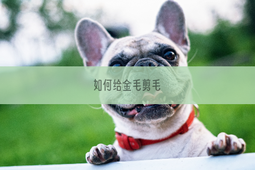如何给金毛剪毛