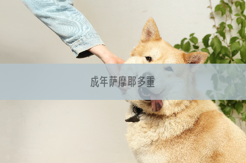 成年萨摩耶多重