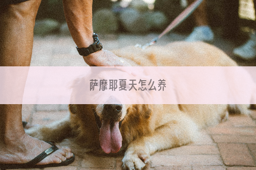 萨摩耶夏天怎么养