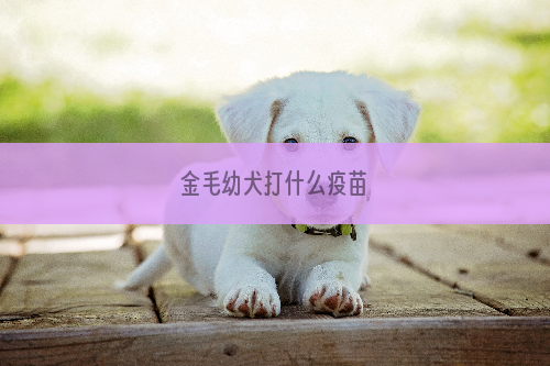 金毛幼犬打什么疫苗