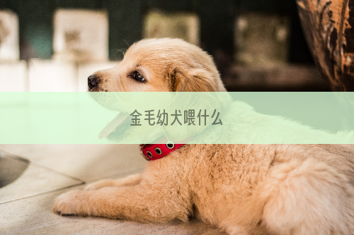 金毛幼犬喂什么