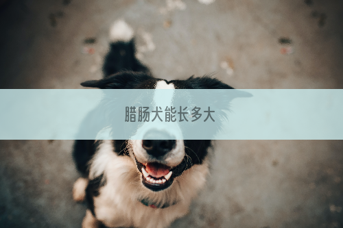 腊肠犬能长多大