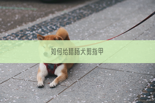 如何给腊肠犬剪指甲