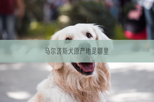 马尔济斯犬原产地是哪里