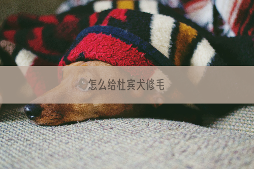 怎么给杜宾犬修毛