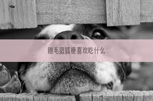 刚毛猎狐梗喜欢吃什么