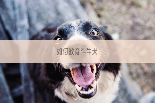 如何教育斗牛犬