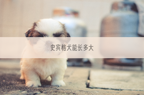 史宾格犬能长多大
