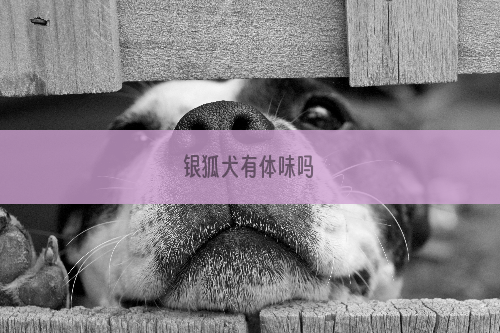 银狐犬有体味吗