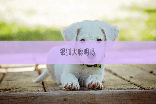 银狐犬聪明吗