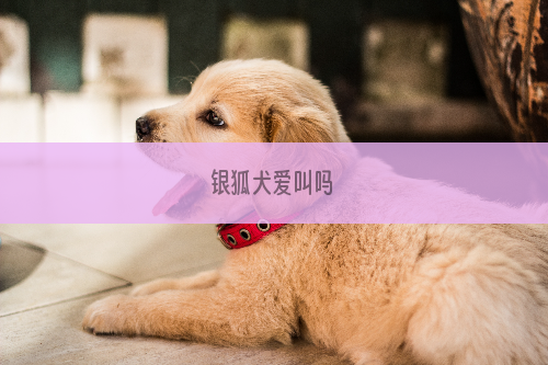 银狐犬爱叫吗