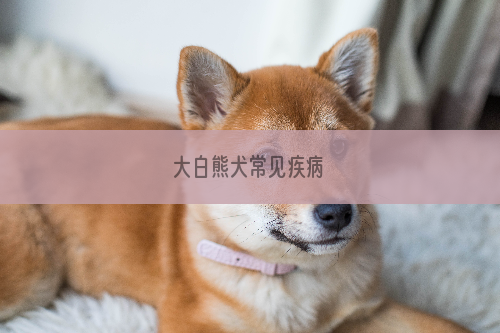 大白熊犬常见疾病