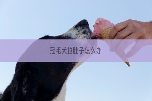 冠毛犬拉肚子怎么办