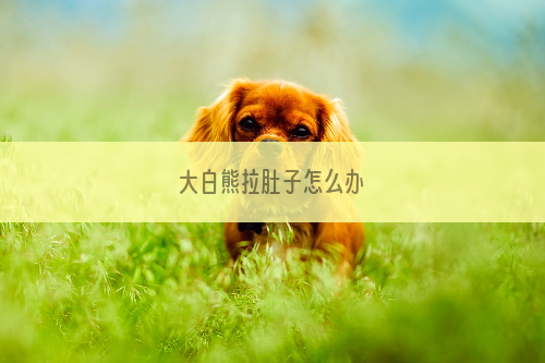 大白熊拉肚子怎么办