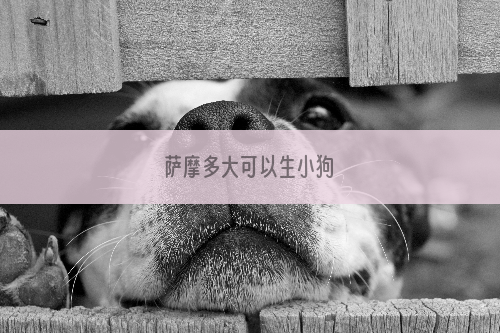 萨摩多大可以生小狗
