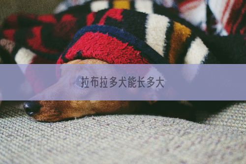 拉布拉多犬能长多大