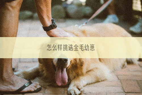 怎么样挑选金毛幼崽