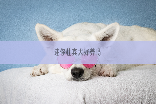 迷你杜宾犬好养吗