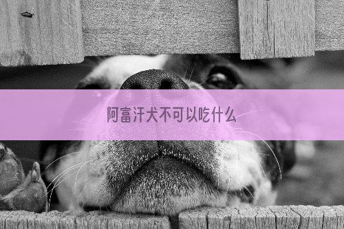 阿富汗犬不可以吃什么