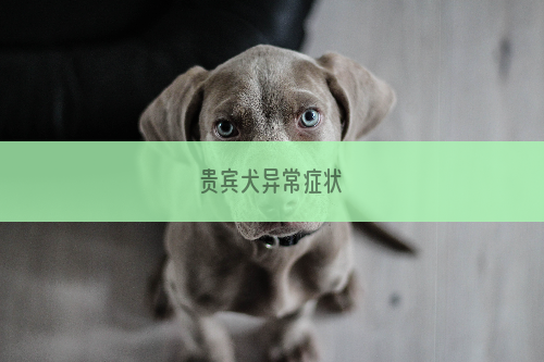 贵宾犬异常症状