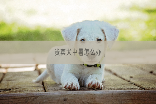 贵宾犬中暑怎么办