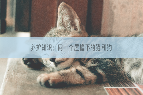 养护知识：同一个屋檐下的猫和狗