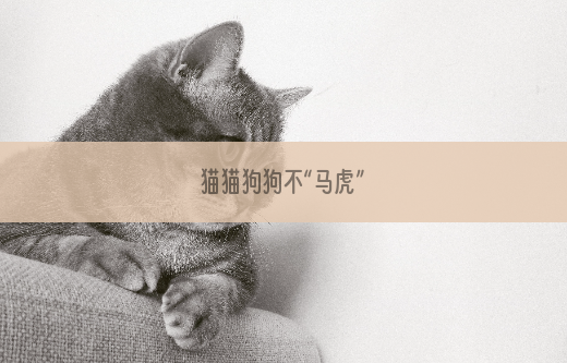 猫猫狗狗不“马虎”