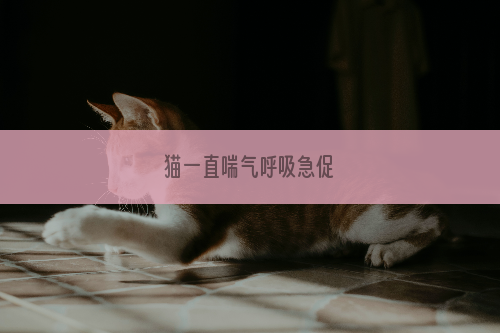 猫一直喘气呼吸急促