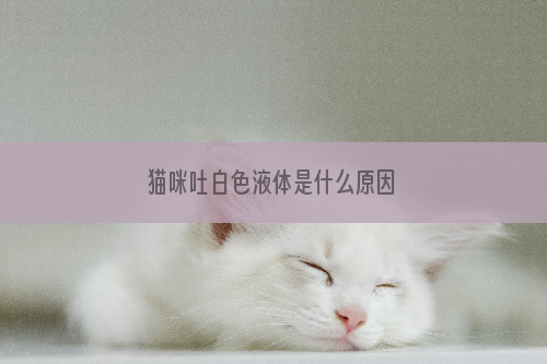 猫咪吐白色液体是什么原因