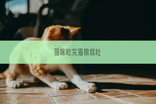 猫咪吃完猫粮就吐