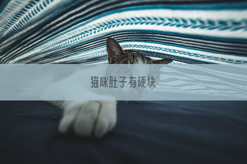 猫咪肚子有硬块