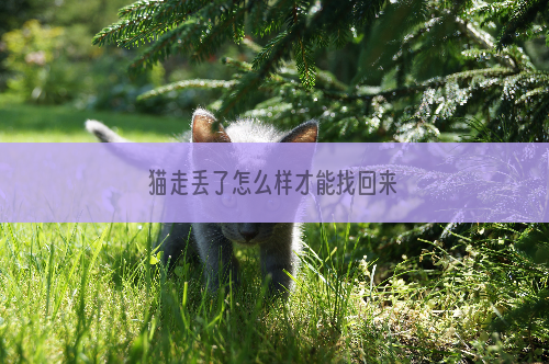 猫走丢了怎么样才能找回来