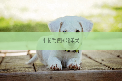 中长毛德国牧羊犬