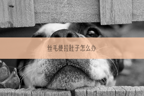 丝毛梗拉肚子怎么办