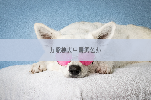 万能梗犬中暑怎么办