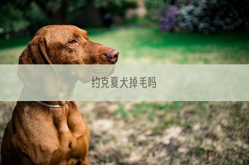 约克夏犬掉毛吗