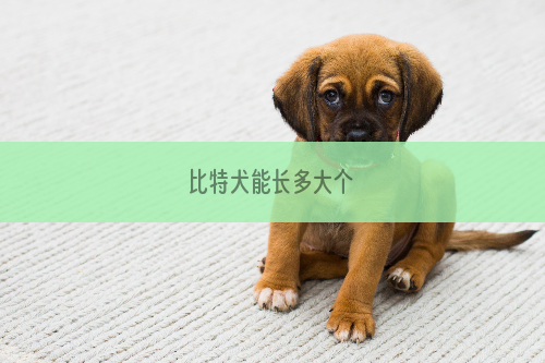 比特犬能长多大个