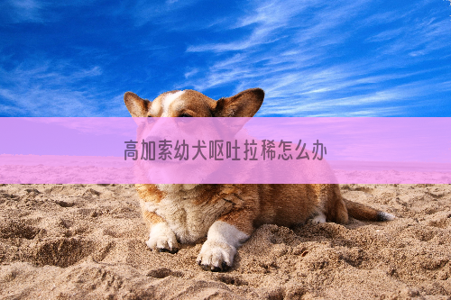 高加索幼犬呕吐拉稀怎么办