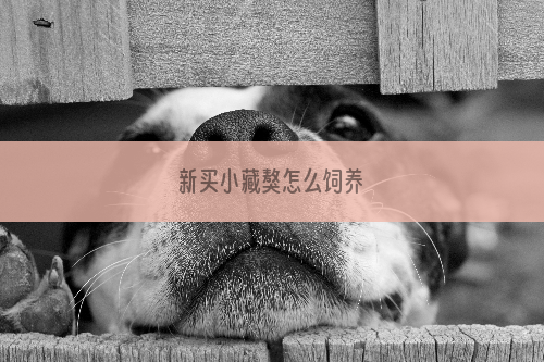 新买小藏獒怎么饲养