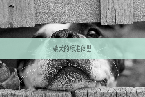 柴犬的标准体型