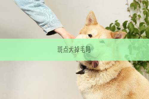 斑点犬掉毛吗