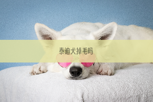 泰迪犬掉毛吗