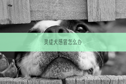 灵缇犬感冒怎么办