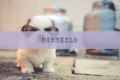 柯基犬感冒怎么办